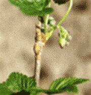 RIBES NE S IGLIC 50ML