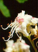 MSA PRUNUS SPINOSA 50ML