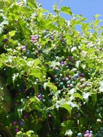 TSA VACCINIUM MYRTILLUS 50ML