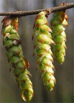 MSA CORYLUS AVELLANA 50ML