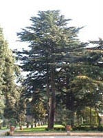 MSA FAGUS SYLVATICA 50ML
