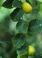 MSA PRUNUS AMYGDALUS 50ML