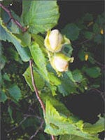 TSA Hypericum Perforatum 50 ml