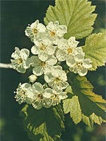 MSA AESCULUS HIPPOCA 50ML