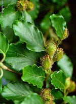 MSA CRATAEGUS OXYACA 50ML