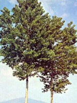 MSA OLEA EUROPEA 50ML