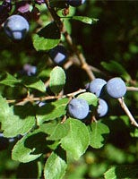 MSA POPULUS NIGRA 50ML