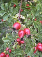 MSA RUBUS FRUCTICOSU 50ML
