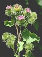 TSA UNCARIA TOMENTOSA 50ML