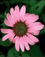 TSA HARPAGOPHYTUM 50ML