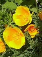 TSA FUMARIA OFFICINALIS 50 ml