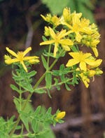 TSA Ginkgo Biloba 50 ml