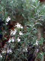 MSA PINUS MONTANA 50ML