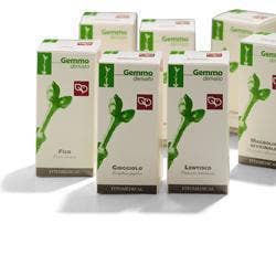 FIGUIER DE BENGALE 200ML MG