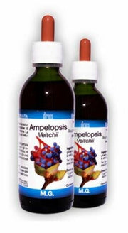 AMPELOPSIS VEITCHII 150MLMG