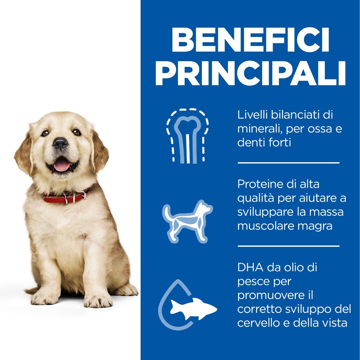 Hill's Science Plan Large Breed Puppy Crocchette Con Pollo Per Cuccioli Sacco 14,5Kg