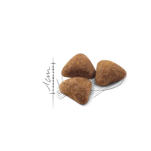 Royal Canin Active Life Outdoor Croquettes pour chats adultes 400 g