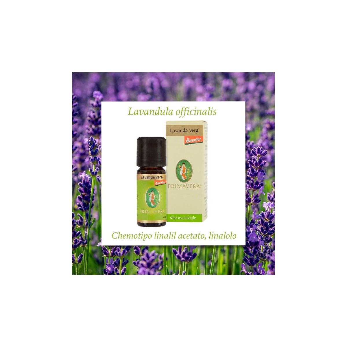 HUILE ESSENTIELLE DE MENTHE POURPRE 5 ML