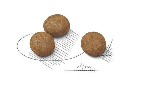 Royal Canin Croquettes pour chiens adultes de grande taille, sac de 15 kg