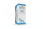 Ficus Lindas Gocce 50 ml