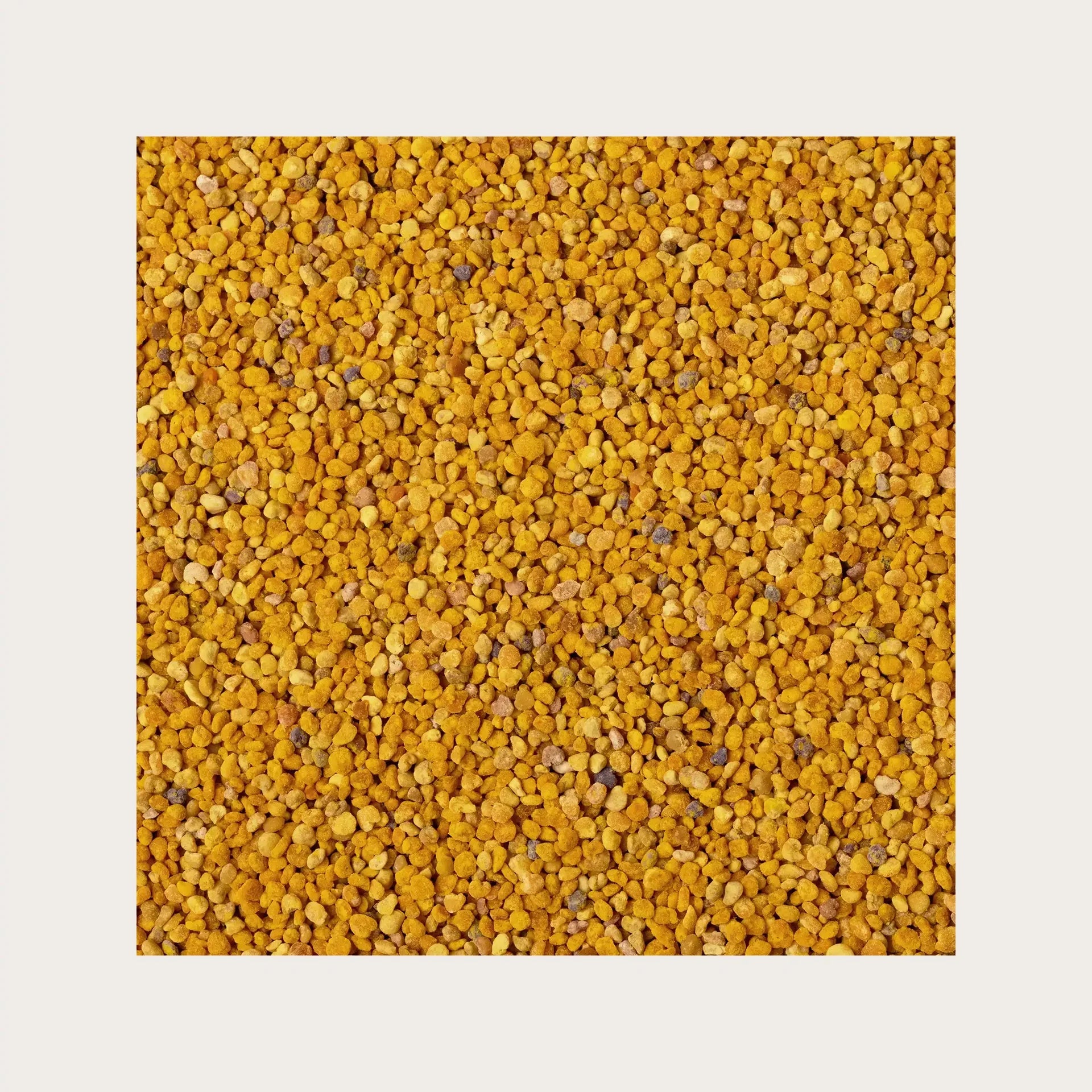 BETULA PUBESCENS 50ML STV