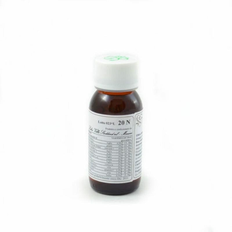 LVS 20N CARPINUS BETULUS COMP
