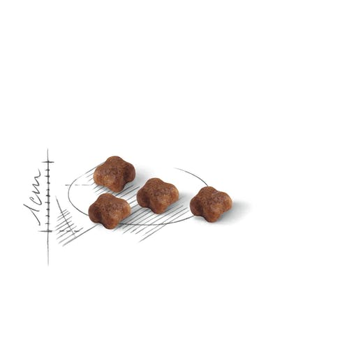 Royal Canin Active Life Outdoor Croquettes pour chats adultes 2 kg