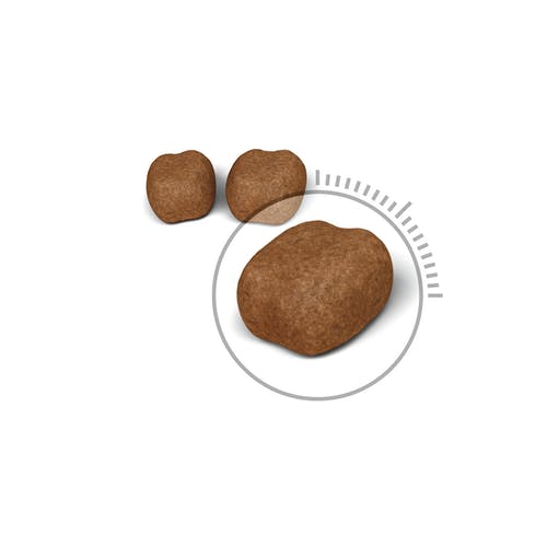 Royal Canin Croquettes pour chiens Caniche Adultes Sac 500 g