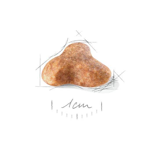 Almo Nature HFC Natural Nourriture humide au thon et aux palourdes pour chats adultes Boîte de 70 g