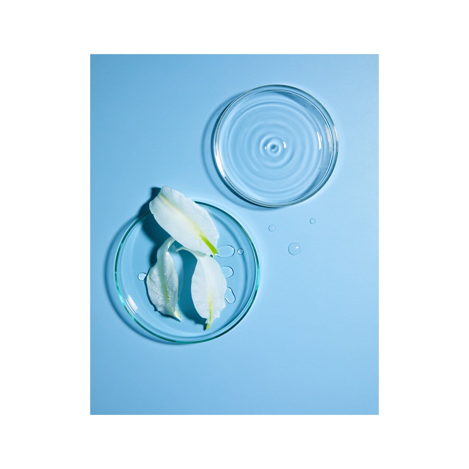 Fitomedical Sequoia, extrait de bourgeons bio 50 ml