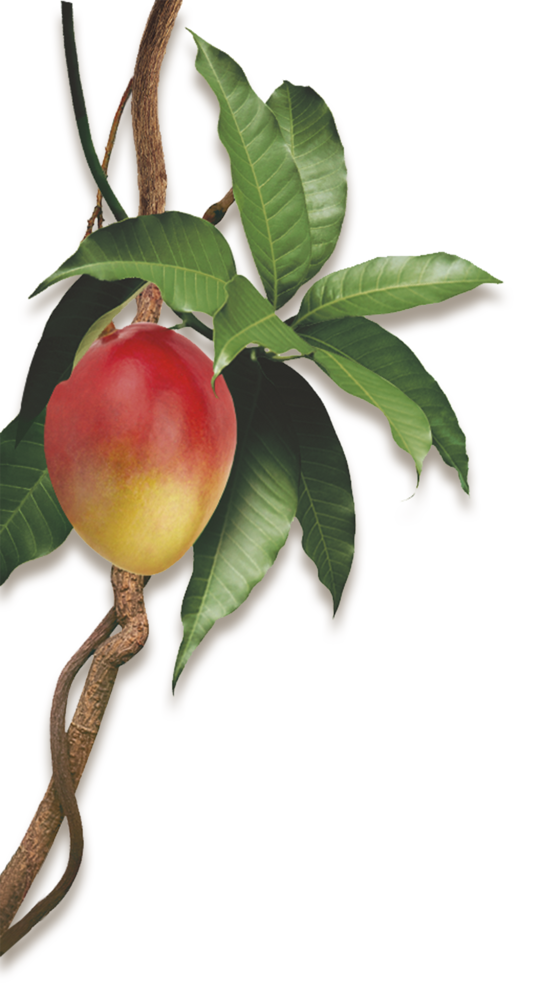 Klorane Shampooing à la mangue 100 ml
