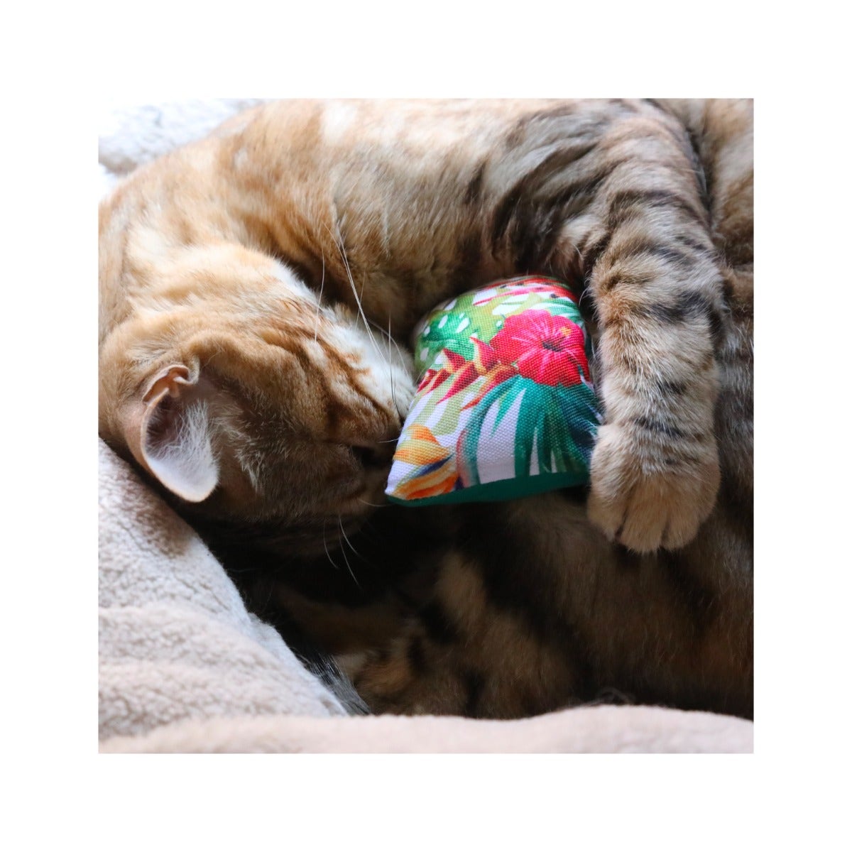 Croci Euphoria Coussins avec cataire, jouet pour chats, 2 pièces, 10 x 6 cm
